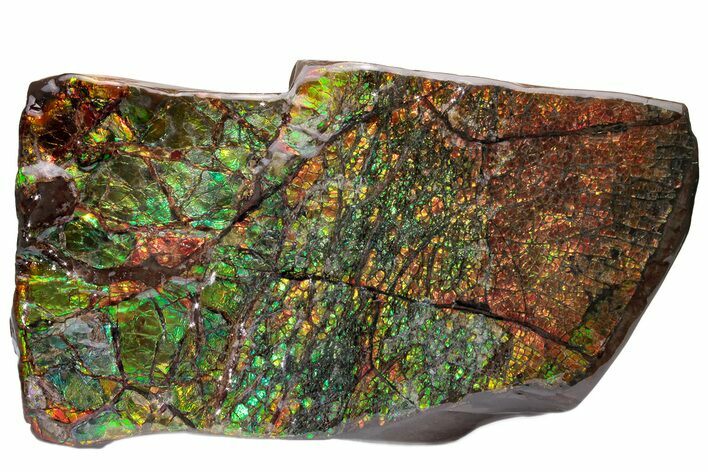 Spectacular, Iridescent Ammolite (Fossil Ammonite Shell) - Canada #222711